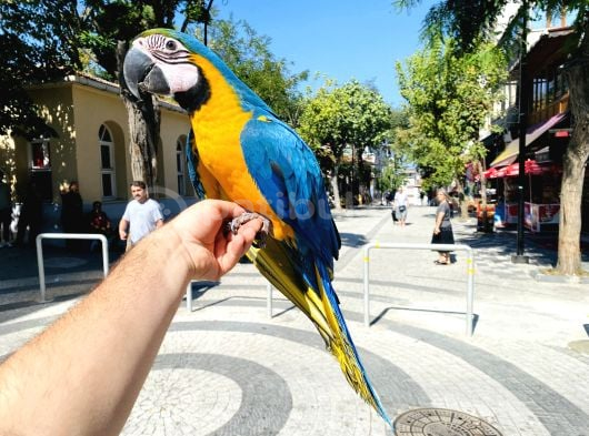 FULL EVCİL EĞİTİMLİ KONUŞAN SARILACİVERT MACAW PAPAĞANI