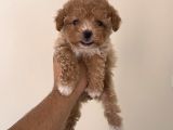 Mini boy teacup maltipoo yavrumuz