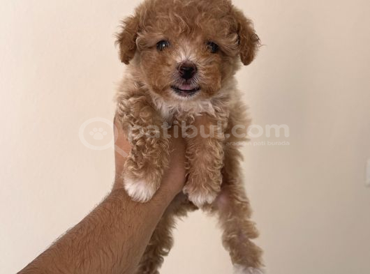 Mini boy teacup maltipoo yavrumuz