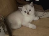 British Shorthair Blue Point 1 Buçuk Aylık Yavrular