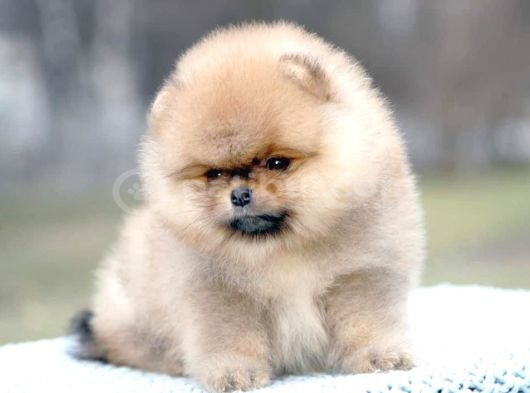 Secereli Irk Garantili Pomeranian Boo Teddy Bear görsel