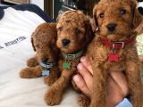 RED BROWN TOY POODLE YAVRULAR