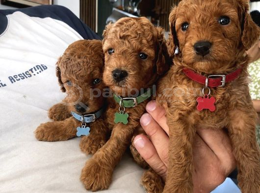 RED BROWN TOY POODLE YAVRULAR