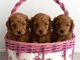 Red Brown Toy Poodle Yavrular