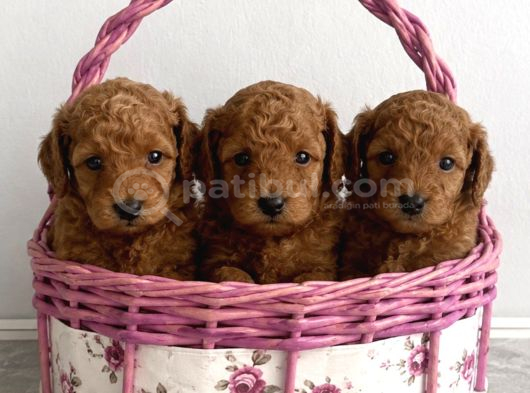Red Brown Toy Poodle Yavrular görsel