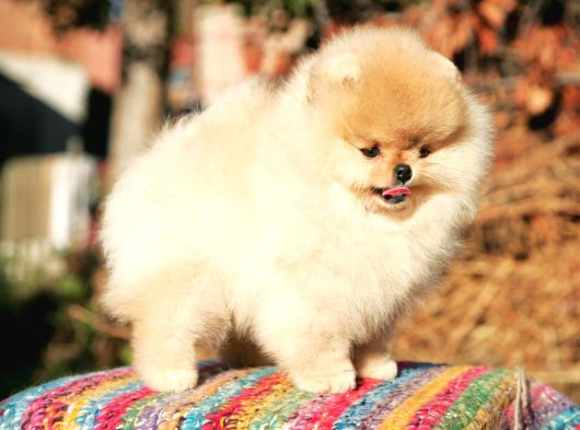 Secereli Irk Garantili Pomeranian Boo Teddy Bear
