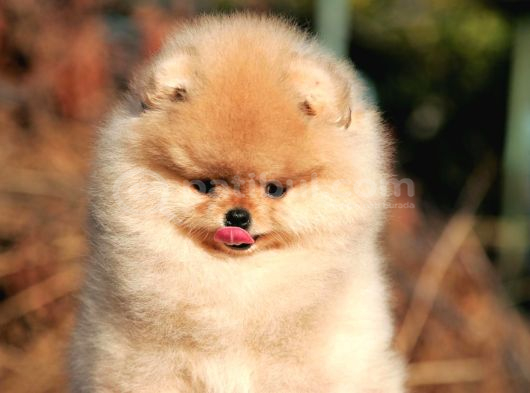 Secereli Irk Garantili Pomeranian Boo Teddy Bear görsel