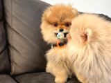 Secereli Irk Garantili Pomeranian Boo Teddy Bear