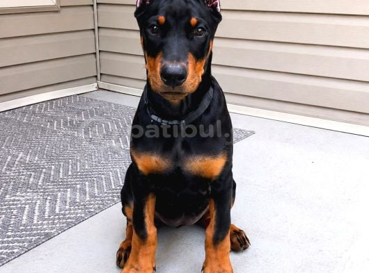 Biblodan Farksız Estetikli Doberman Yavrular