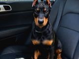 Hayranlıkla Izleyeceğiniz Estetikli Doberman Yavrular