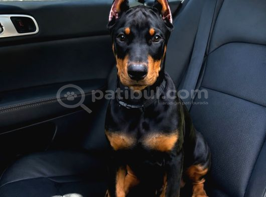 Biblodan Farksız Estetikli Doberman Yavrular görsel