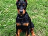 Hayranlıkla izleyeceğiniz Estetikli Doberman yavrular