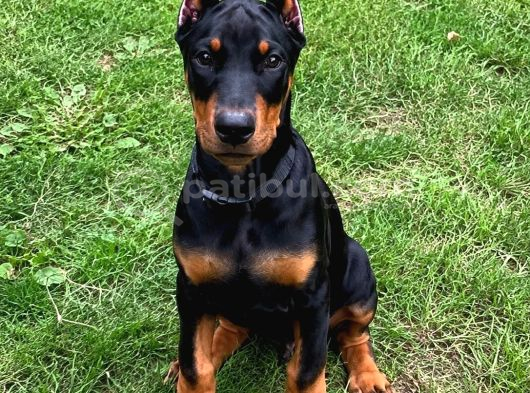 Hayranlıkla izleyeceğiniz Estetikli Doberman yavrular