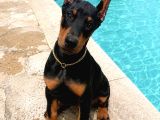 Hayranlıkla Izleyeceğiniz Estetikli Doberman Yavrular