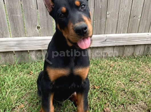Hayranlıkla Izleyeceğiniz Estetikli Doberman Yavrular görsel