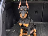 Biblodan Farksız Estetikli Doberman Yavrular