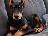 Biblodan Farksız Estetikli Doberman Yavrular