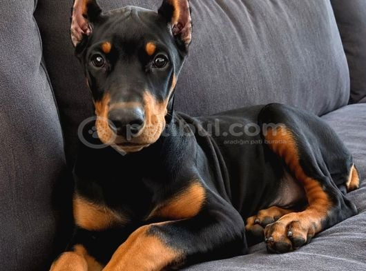 Biblodan Farksız Estetikli Doberman Yavrular görsel