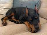 Hayranlıkla Izleyeceğiniz Estetikli Doberman Yavrular