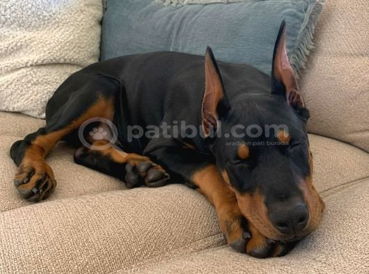 Hayranlıkla Izleyeceğiniz Estetikli Doberman Yavrular görsel