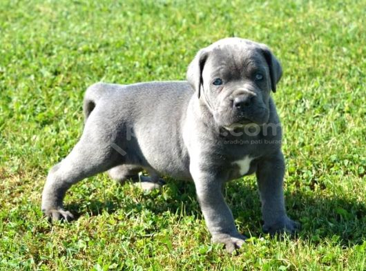 PREMİUM CANE CORSA YAVRULARI