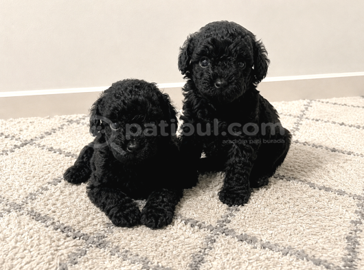 Irk Saglık Garantili Siyah Toy Poodle Bebekler görsel