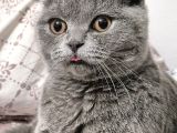 Scottish Fold Ankara
