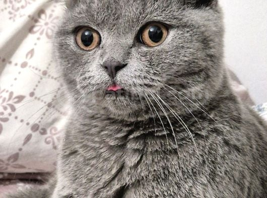 Scottish Fold Ankara görsel