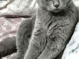 Scottish Fold Ankara