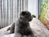 Scottish Fold Ankara