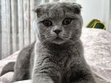 scottish fold Ankara