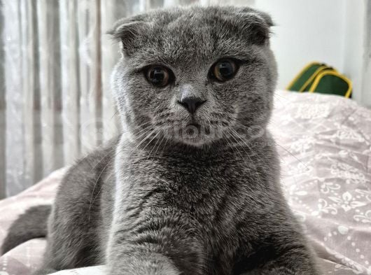 scottish fold Ankara