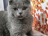 Scottish Fold Ankara