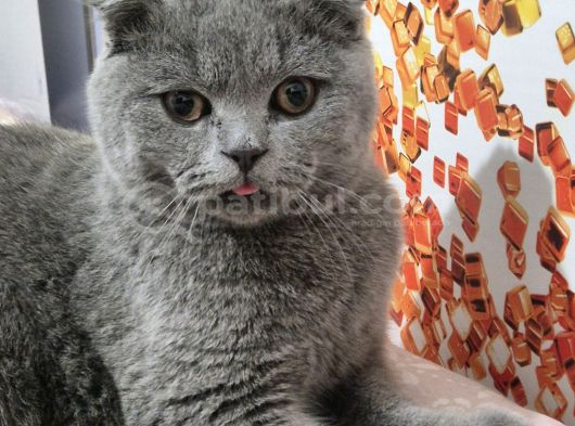Scottish Fold Ankara görsel