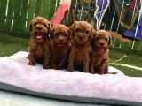 Ruhsatlı poodle evinden erkek dişi yavrularımız