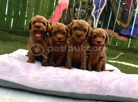 Ruhsatlı poodle evinden erkek dişi yavrularımız