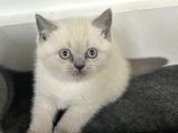 Minik Kutup Ayisi Dışı Bebiş
