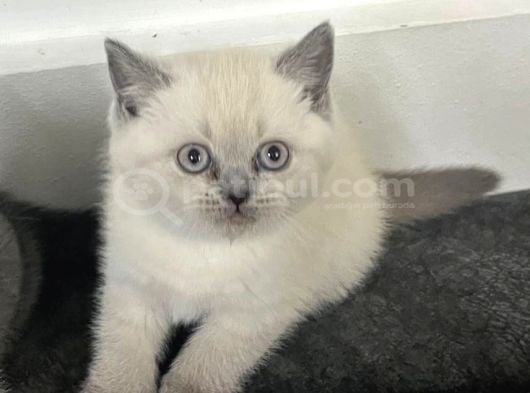 Minik Kutup Ayisi Dışı Bebiş görsel