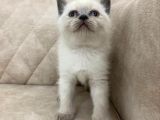 Minik KUTUP AYISI Dışı bebiş
