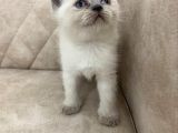 Minik Kutup Ayisi Dışı Bebiş