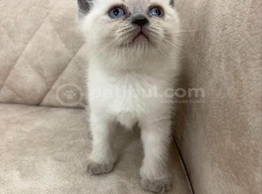 Minik Kutup Ayisi Dışı Bebiş görsel