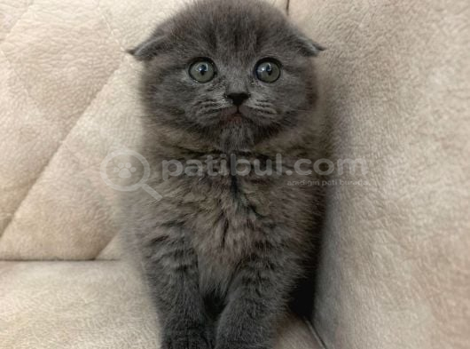 Minik ayı top kafa ayı surat bebek