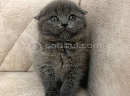 Minik Ayı Top Kafa Ayı Surat Bebek görsel