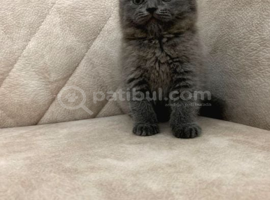 Minik Ayı Top Kafa Ayı Surat Bebek görsel