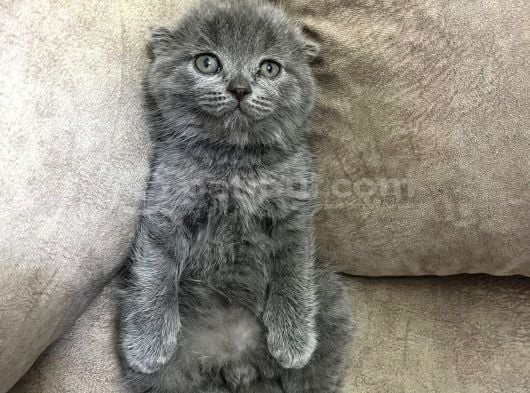 Minik Ayı Top Kafa Ayı Surat Bebek görsel