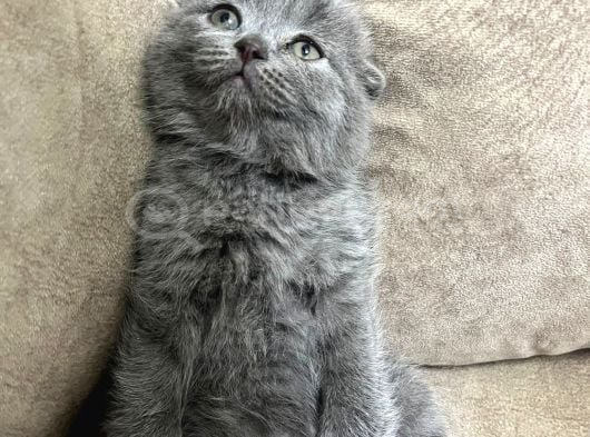 Minik Ayı Top Kafa Ayı Surat Bebek görsel