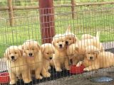 İddialıyız Türkiye Nin En Iyi Golden Bebekleri