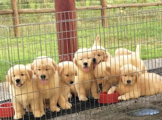 İddialıyız Türkiye Nin En Iyi Golden Bebekleri görsel