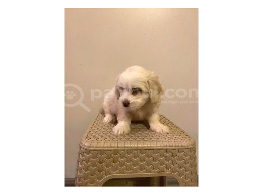 Mini boy maltese yavrularımız