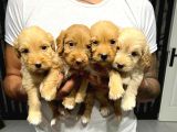 Kucak Dolusu Malti̇poo Yavrular